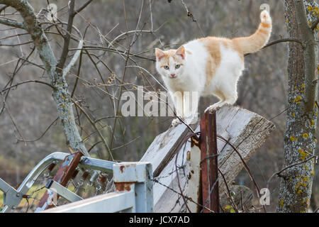 eine streunende Katze wild zu beobachten und auf der Suche nach Beute weiter Stockfoto