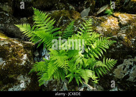 Farne wachsen an den Ufern des Flusses Conway in der Nähe von Fairy Glen in der Nähe der beliebten touristischen Hotspots der Betws y Coed (Kirche im Wald), Nord-Wales Stockfoto