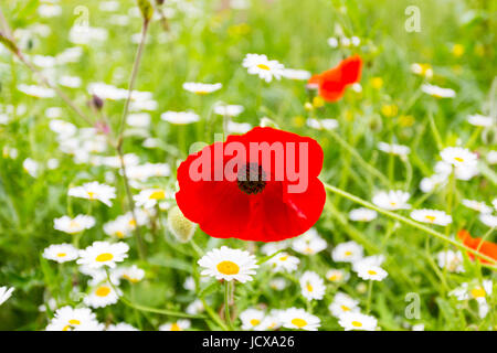 Gemeinsamen Mohn (Papaver Rhoeas) (aka Klatschmohn, Mais Rose, Feld Mohn, Flandern Mohn oder roten Mohn) Fulford Street, London, England, Vereinigtes Königreich Stockfoto