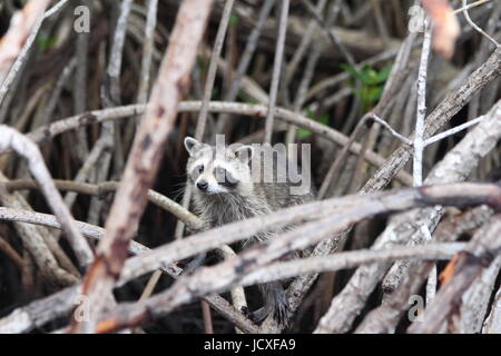 Waschbär in den Mangroven Stockfoto