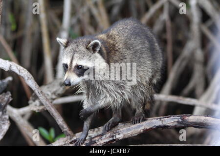 Waschbär in den Mangroven Stockfoto