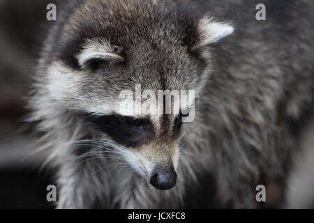 Waschbär in den Mangroven Stockfoto