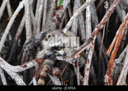 Waschbär in den Mangroven Stockfoto