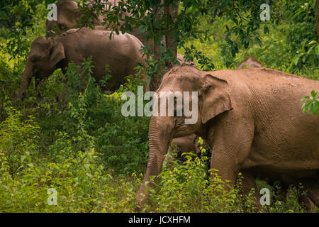 Herde von Elefanten in Kui Buri Nationalpark, Thailand. Stockfoto