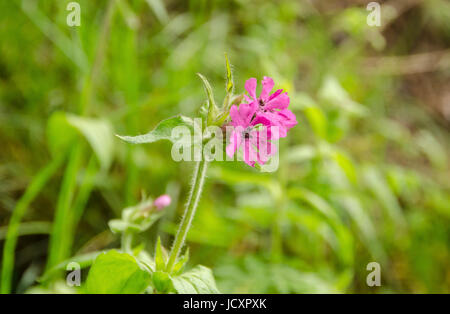 Eine einzelne rote Campion (Silene Dioica) Blume auf einer Wiese Stockfoto