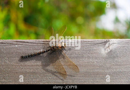 Gemeinsamen Hawker Libelle sitzt auf einem Stück Holz Stockfoto