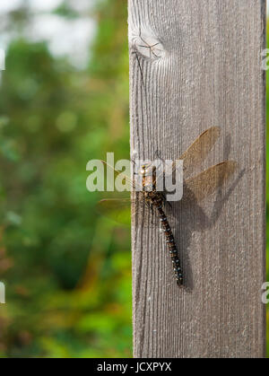 Gemeinsamen Hawker Libelle sitzt auf einem Stück Holz Stockfoto