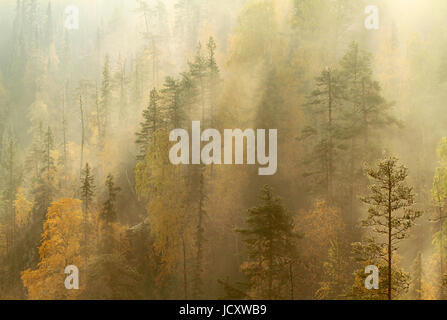 Herbstliche Morgennebel überrollen Taiga-Wald im Oulanka National Park, Kuusamo, Finnland. Stockfoto