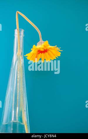 Leuchtend gelben Gerbera Daisy vor einem blauen Hintergrund. Kräftige kontrastierenden Farben. selektiven Fokus auf hängende Blüte. Vertikale. Stockfoto