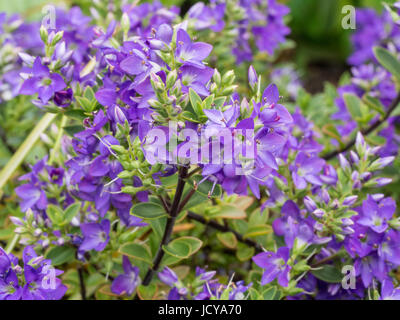 Die blauen Blüten der Hebe Youngii Nahaufnahme Stockfoto