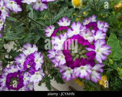 Nahaufnahme der Blüten von Eisenkraut funkeln dunkelviolett Stockfoto