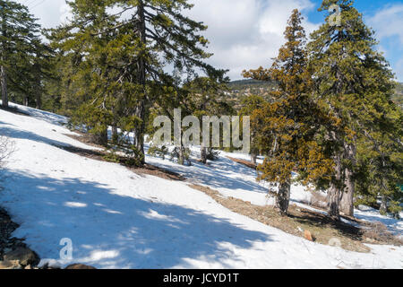 In der Nähe von Square, Schnee, Distrikt Limassol, Paphos, Zypern Troodos Stockfoto