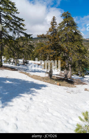 In der Nähe von Square, Schnee, Distrikt Limassol, Paphos, Zypern Troodos Stockfoto