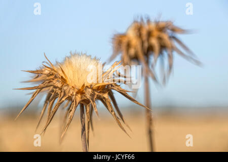 Trockene Milch Disteln (Sylibum Marianum) mit stacheligen Blütenköpfe, Arbel, unteren Galiläa, Israel. Stockfoto