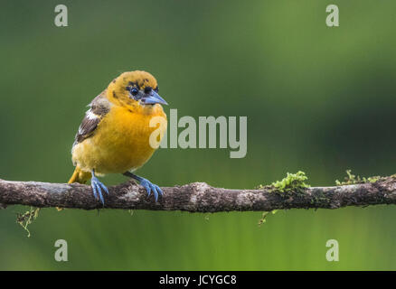 Baltimore Oriole, Ikterus Galbula sitzt in einem Baum am Laguna del Lagarto, Boca Tapada, San Carlos, Costa Rica Stockfoto