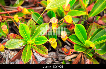 Tropischen Kannenpflanzen Nepenthes, Insel Mahé, Seychellen.  Nepenthes, auch bekannt als tropischen Kannenpflanzen oder Affe Tassen oder Zuckerrohr planen Stockfoto