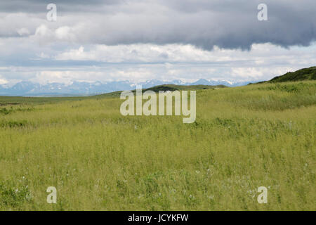 Prairie in der Porcupine Hills in der Nähe von Head-Smashed-In Buffalo Jump in Alberta, Kanada, der kanadischen Rockies am Horizont zu sehen. Stockfoto