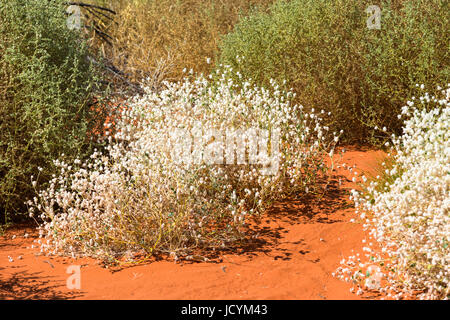 Weißen Wildblumen im australischen Outback nördlich von Alice Springs. Northern Territory, Australien. Stockfoto