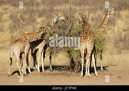 Giraffen (Giraffa Plancius) ernähren sich von einem Dornenbaum, Kalahari-Wüste, Südafrika Stockfoto