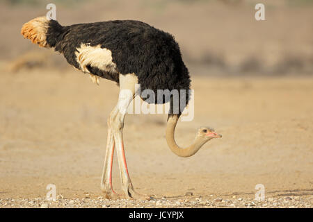 Männliche Strauß (Struthio Camelus) im natürlichen Lebensraum, Kalahari-Wüste, Südafrika Stockfoto