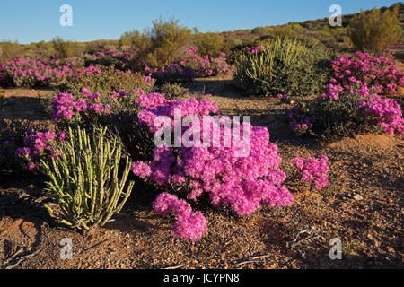 Bunte Wildblumen, Namaqualand, Northern Cape, Südafrika Stockfoto