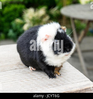 Süße, schwarze und weiße Meerschweinchen Stockfoto