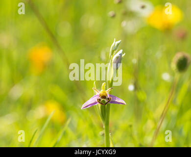 Biene Orchidee - Ophrys Apifera im Grünland Stockfoto