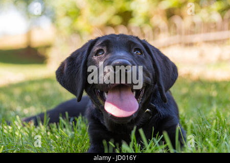 Ein 2 - Monate alten schwarzen Labrador Retriever Welpe entspannt im Schatten im kühlen Gras und schaut gerne bis hinter die Kamera Stockfoto