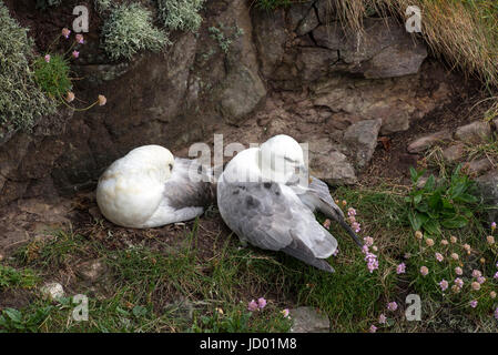 Fulmar (Fulmarus Cyclopoida). Paar auf Nest, Handa Island, Schottland, UK. Die Kammer auf der rechten Seite ist putzen. Stockfoto