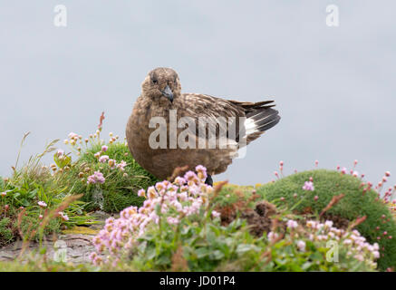 Great Skua oder Bonxie (Catharacta Skua) auf einer Klippe, Handa Island, Schottland Stockfoto