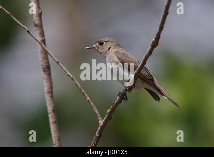 Asiatische braun Flycatcher (Muscicapa Dauurica) Erwachsenen thront auf Zweig Hebei, China Mai Stockfoto