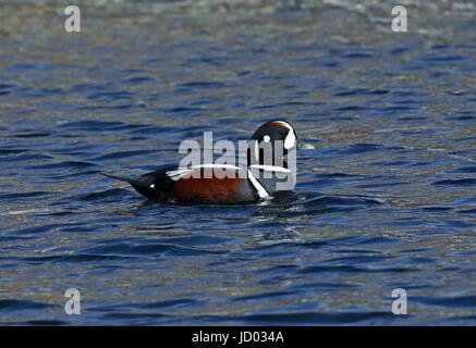 Harlekin Ente (Histrionicus Histrionicus) Erwachsene Maleswimming am Meer Rausu, Hokkaido, Japan März Stockfoto