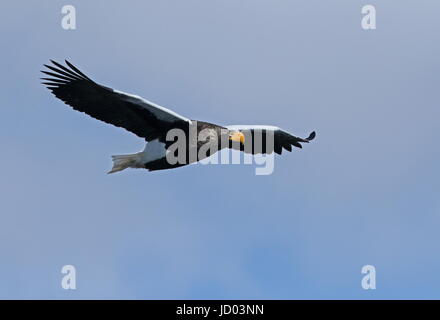 Steller der Seeadler (Haliaeetus Pelagicus) Erwachsenen während des Fluges Rausu, Hokkaido Japan März Stockfoto