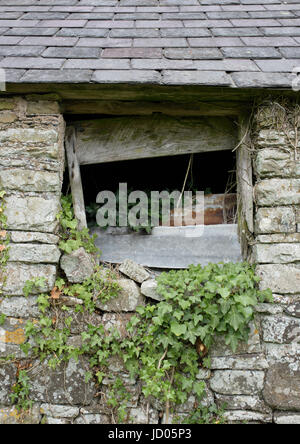 Steingebäude mit Schieferdach und Efeu an der Wand, Schäden an Wand und Fensteröffnung im Dorf Llanhaden pembrokeshire im Südwesten von Wales, großbritannien Stockfoto