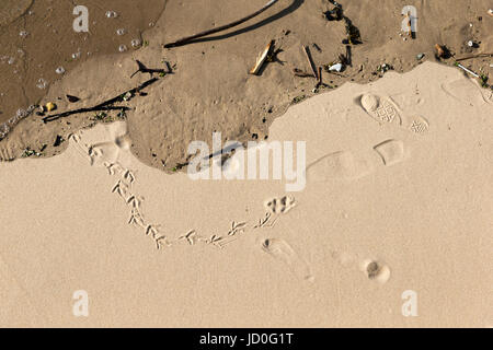 Treibholz, Vogel Fußspuren & Schuh druckt auf der Themse Strand in der Nähe von Gabriels Wharf, Southbank, London, England, UK. Stockfoto