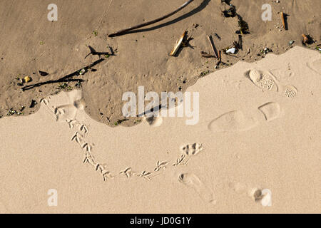 Treibholz, Vogel Fußspuren & Schuh druckt auf der Themse Strand in der Nähe von Gabriels Wharf, Southbank, London, England, UK. Stockfoto