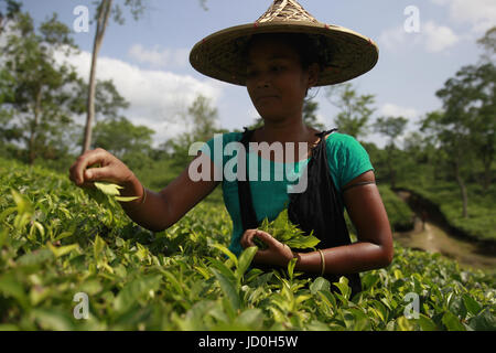 Dhaka, Bangladesch.  Bangladeshi Teepflückerinnen arbeitest du ein Teegarten in Shylhet, Bangladesch.  Mitwirkende: Shamshul Haider Becker / Alamy Stock Foto Stockfoto