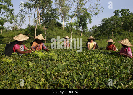 Dhaka, Bangladesch.  Bangladeshi Teepflückerinnen arbeitest du ein Teegarten in Shylhet, Bangladesch.  Mitwirkende: Shamshul Haider Becker / Alamy Stock Foto Stockfoto