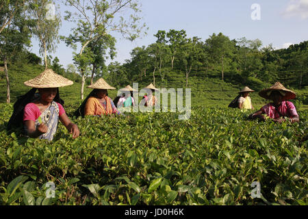 Dhaka, Bangladesch.  Bangladeshi Teepflückerinnen arbeitest du ein Teegarten in Shylhet, Bangladesch.  Mitwirkende: Shamshul Haider Becker / Alamy Stock Foto Stockfoto