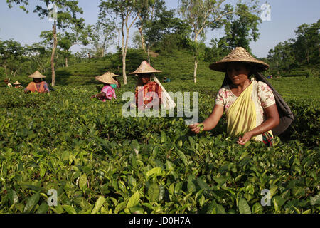 Dhaka, Bangladesch.  Bangladeshi Teepflückerinnen arbeitest du ein Teegarten in Shylhet, Bangladesch.  Mitwirkende: Shamshul Haider Becker / Alamy Stock Foto Stockfoto