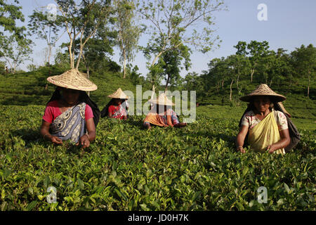 Dhaka, Bangladesch.  Bangladeshi Teepflückerinnen arbeitest du ein Teegarten in Shylhet, Bangladesch.  Mitwirkende: Shamshul Haider Becker / Alamy Stock Foto Stockfoto