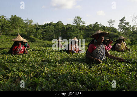 Dhaka, Bangladesch.  Bangladeshi Teepflückerinnen arbeitest du ein Teegarten in Shylhet, Bangladesch.  Mitwirkende: Shamshul Haider Becker / Alamy Stock Foto Stockfoto