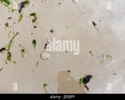 Frische gelbe Meeressand nach der Welle an der Küste. Stockfoto