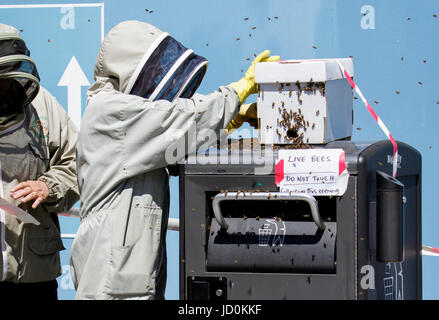 Bath, Großbritannien, 17. Juni 2017. Wie das Vereinigte Königreich zu sehen ist es am wärmsten Wochenende des Jahres so weit festgelegt ist, sind Biene Tierpfleger abgebildet, da sie ein Schwarm von Bienen betreffen, die ihren Wohnsitz in einem Abfallbehälter neben Bath Abbey genommen hatte. Stockfoto