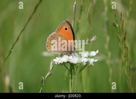 Chessington, Surrey, UK. 17. Juni 2017. Eine Wiese braun Schmetterling (Maniola Jurtina) ernährt sich von einer Blume auf der Rushett Farm in Chessington, Surrey. Bildnachweis: Julia Gavin UK/Alamy Live-Nachrichten Stockfoto