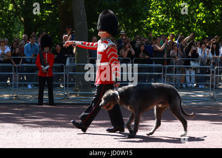 London, UK. 17. Juni 2017. Domhnall Irish Wolfhound, Maskottchen der Irish Guards mit seinem Führer, die ihren Weg entlang der Mall vor dem Trooping die Farbe 2017. Trooping die Farbe markiert den offiziellen Geburtstag von Queens. Trooping die Farbe, London, 17. Juni 2017 Credit: Paul Marriott/Alamy Live-Nachrichten Stockfoto