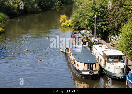 Fluß Avon zwischen Bristol und Bath, Großbritannien. 18. Juni 2017. Menschen schwimmen in der Nähe Kanalboote in den Fluss Avon zwischen Bristol und Bath, Temperaturen im Vereinigten Königreich erreichen 30 ° C. Viel von England und Wales feiern Vatertag unter einem strahlend blauen Himmel und strahlendem Sonnenschein, 18. Juni 2017. Bildnachweis: Adam Gasson/Alamy Live-Nachrichten Stockfoto