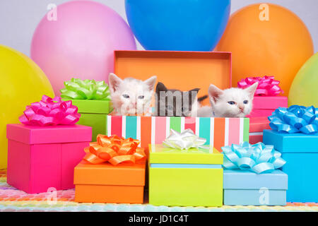 Zwei kleine weiße Kätzchen und ein graues Kätzchen peaking aus ein Geburtstagsgeschenk, durch farbenfrohe party Ballons und präsentiert mit Bogen umgeben Stockfoto