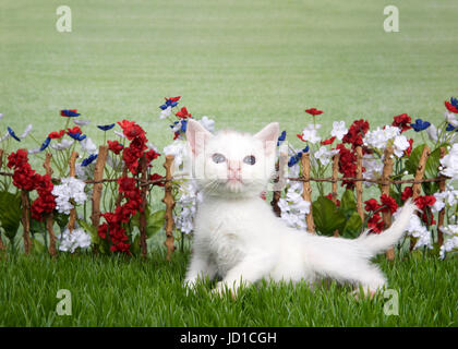 Für kleine und mittlere behaarter Kleine weiße Katze mit hellen braunen Fleck auf der Oberseite des Kopfes Verlegung im grünen Gras vor der Stick Zaun mit Rot, Weiß, Blau Blumen, Gr Stockfoto