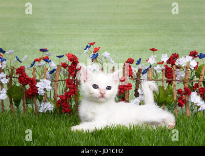 Für kleine und mittlere behaarter Kleine weiße Katze mit hellen braunen Fleck auf der Oberseite des Kopfes Verlegung im grünen Gras vor der Stick Zaun mit Rot, Weiß, Blau Blumen, Gr Stockfoto